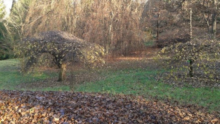 Arborétum Borová hora 1 