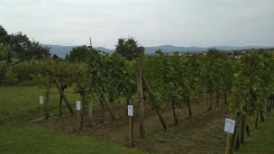 Malokarpatská vínna cesta 4