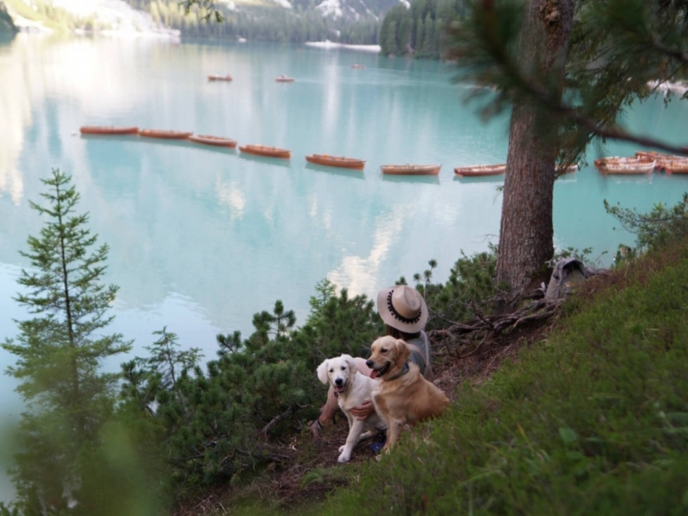 Dvaja psy zlatí retrieveri na výlete pri jazere Lago di Braies v Taliansku.
