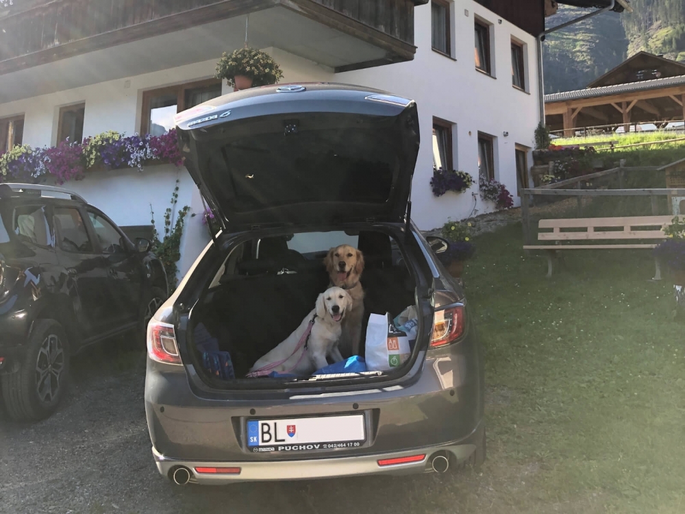  Dvaja psy v kufri auta.