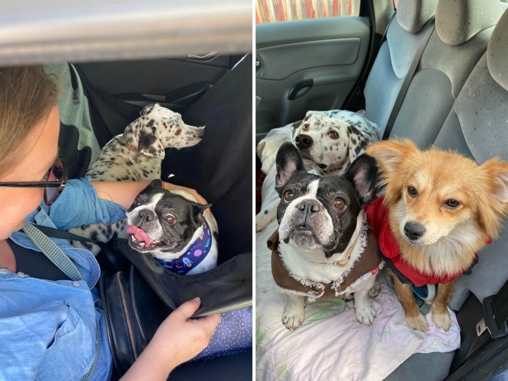 Psy cestujú v aute na výlet.